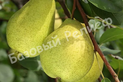 Груша Повислая