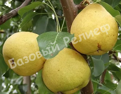 Груша Праздничная