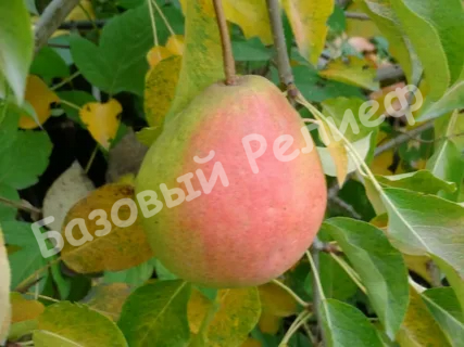 Груша Розовый бочонок