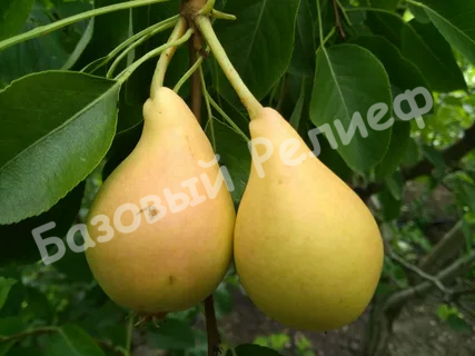 Груша Сахарная