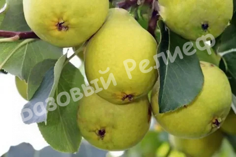Груша Свердловчанка