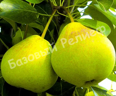 Груша Свердловчанка