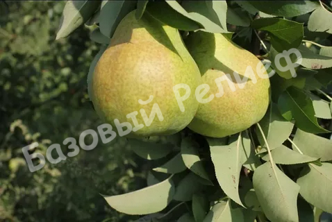 Груша Тютчевская