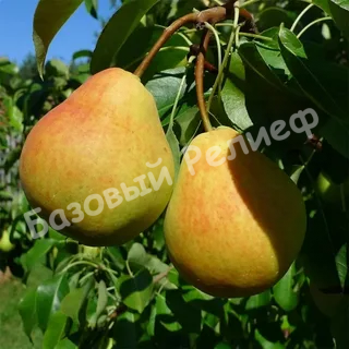 Груша Челябинская зимняя