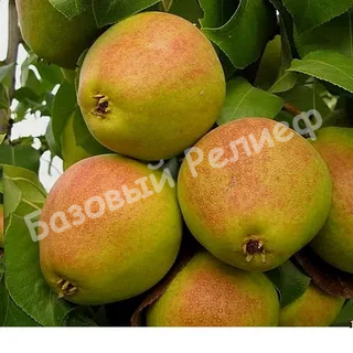 Груша Чусовая