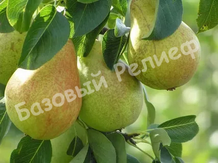 Груша Январская