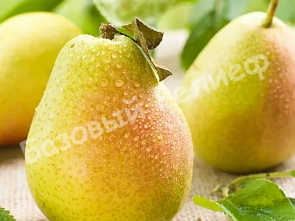 Груша Янтарная