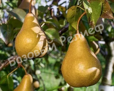 Груша Янтарная