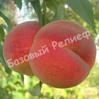 Персик Вардени