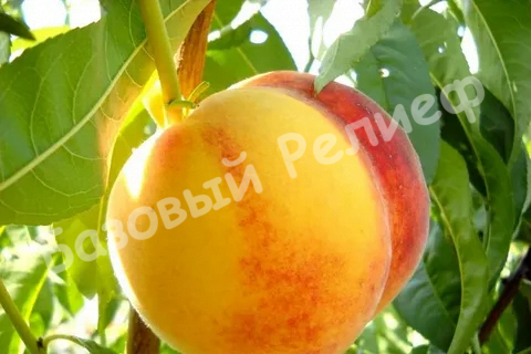 Персик Вардени