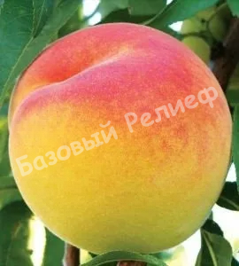 Персик Вардени