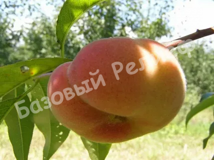 Персик Владимир