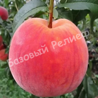 Персик Глория