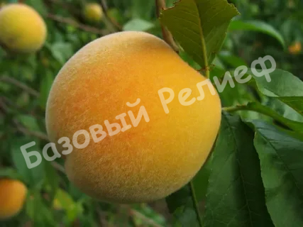 Персик Донецкий желтый