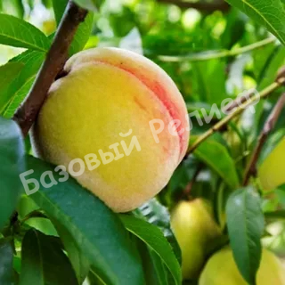 Персик Донецкий желтый
