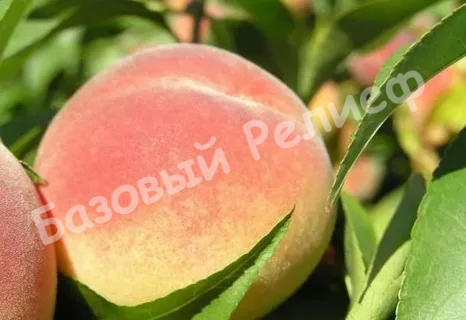 Персик Донской морозоустойчивый