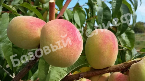 Персик Елгавский