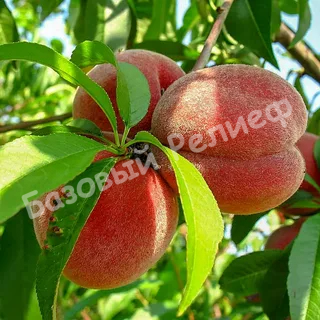 Персик Елгавский