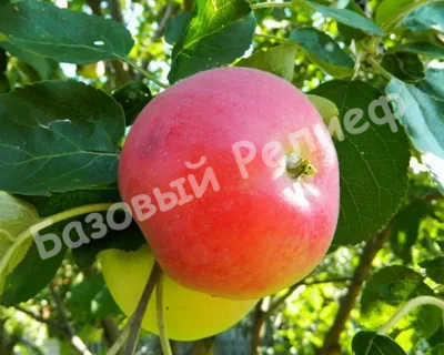Яблоня Абрикосовое