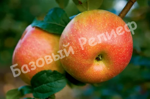 Яблоня Абрикосовое