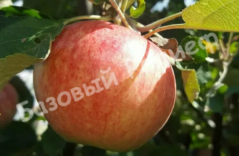 Яблоня Авенариус