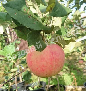 Яблоня Авенариус