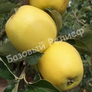 Яблоня Айнур