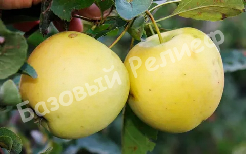 Яблоня Айнур