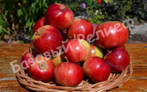 Яблоня Аксена
