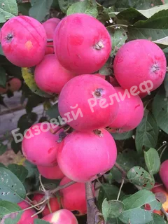 Яблоня Алтайское багряное