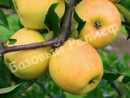 Яблоня Ананасное