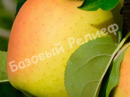 Яблоня Ананасное