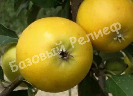 Яблоня Ананасное