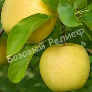 Яблоня Ананасное