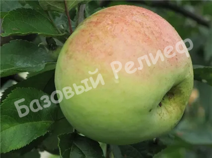 Яблоня Антоновка Десертная