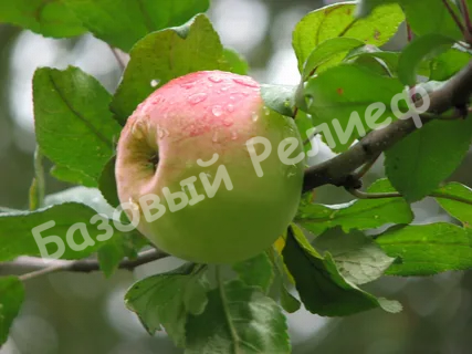 Яблоня Антоновка Десертная