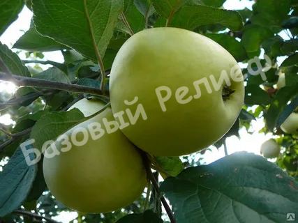 Яблоня Антоновка Обыкновенная