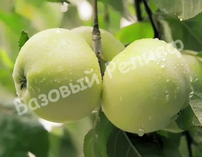 Яблоня Антоновка Обыкновенная