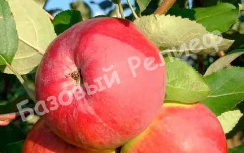 Яблоня Апрельское
