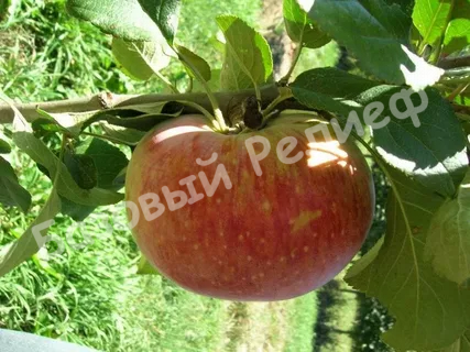 Яблоня Апрельское