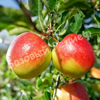 Яблоня Апрельское
