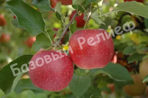 Яблоня Апрельское