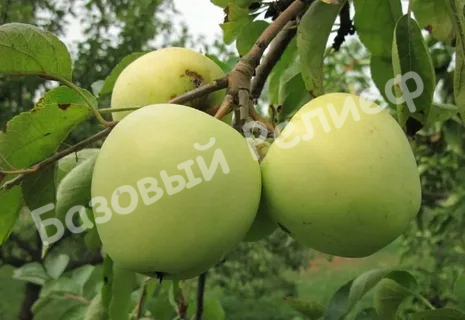 Яблоня Аркад