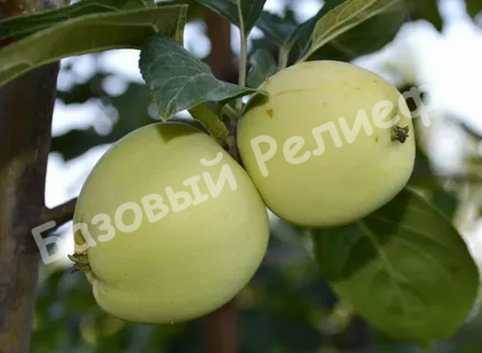 Яблоня Аркад