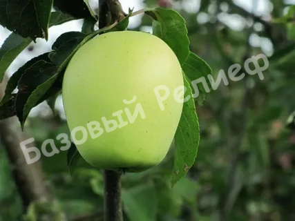 Яблоня Аркад