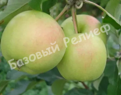 Яблоня Аркад Бирюкова