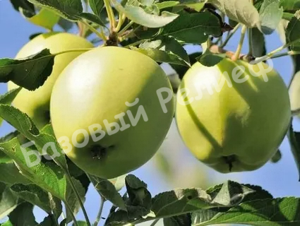 Яблоня Аркад Бирюкова