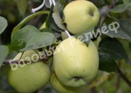 Яблоня Аркад Бирюкова
