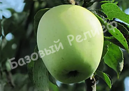 Яблоня Аркад Бирюкова