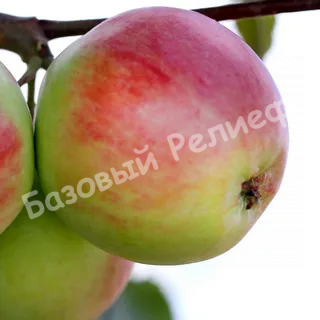 Яблоня Аромат Уктуса